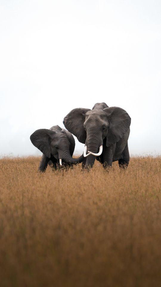 540x960 Wallpaper elephants, animals, wildlife, field, grass