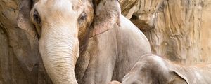 Preview wallpaper elephants, baby, couple, family