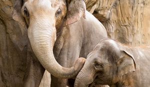 Preview wallpaper elephants, baby, couple, family