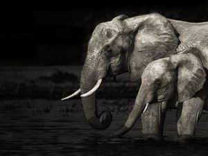 Preview wallpaper elephants, baby, family, water, black white
