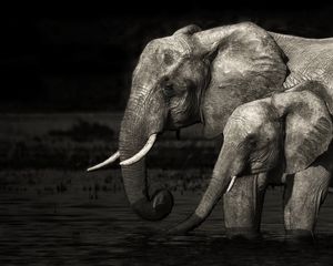 Preview wallpaper elephants, baby, family, water, black white