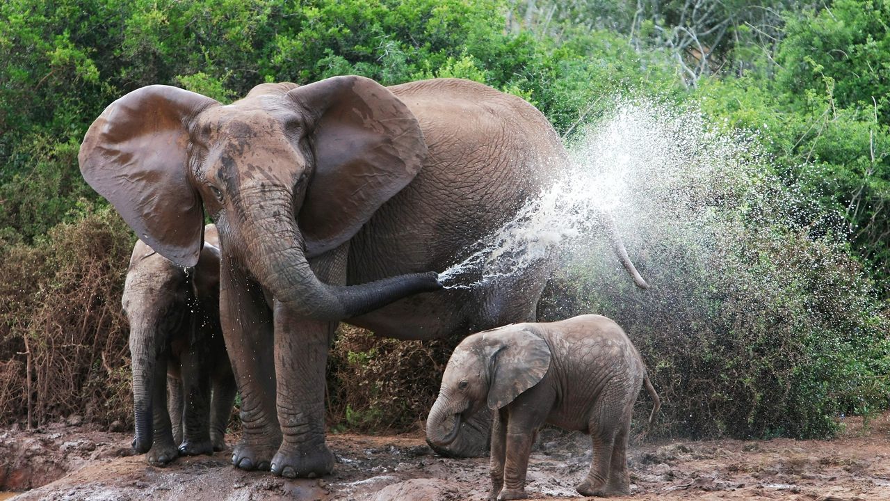 Wallpaper elephants, bathing, female, elephant calves, water