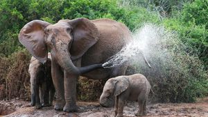 Preview wallpaper elephants, bathing, female, elephant calves, water