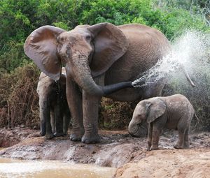Preview wallpaper elephants, bathing, female, elephant calves, water