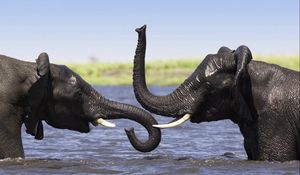 Preview wallpaper elephants, bathing, trunks, splashing, africa