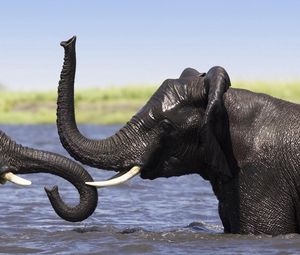 Preview wallpaper elephants, bathing, trunks, splashing, africa