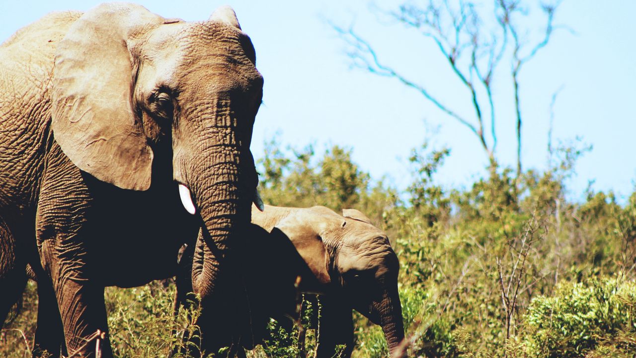 Wallpaper elephants, couple, cub, grass, wildlife