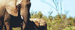 Preview wallpaper elephants, couple, cub, grass, wildlife