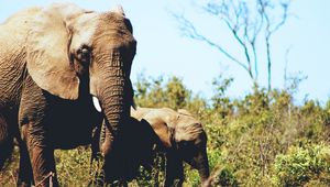 Preview wallpaper elephants, couple, cub, grass, wildlife