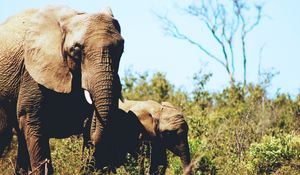 Preview wallpaper elephants, couple, cub, grass, wildlife