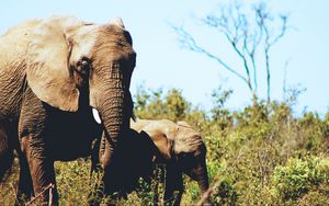 Preview wallpaper elephants, couple, cub, grass, wildlife