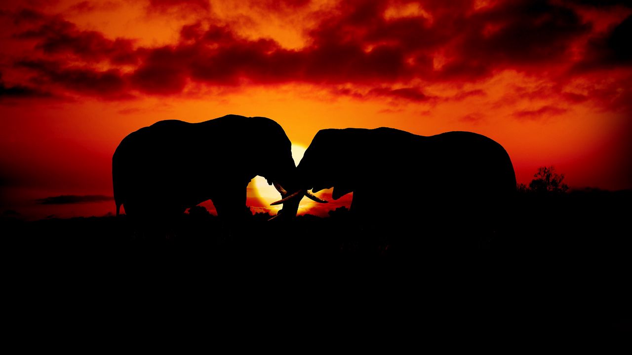 Wallpaper elephants, couple, silhouettes, sunset, dark