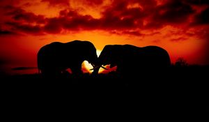 Preview wallpaper elephants, couple, silhouettes, sunset, dark