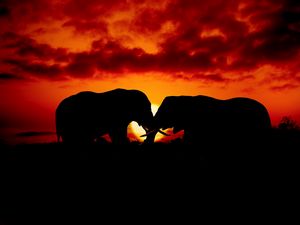 Preview wallpaper elephants, couple, silhouettes, sunset, dark