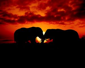 Preview wallpaper elephants, couple, silhouettes, sunset, dark