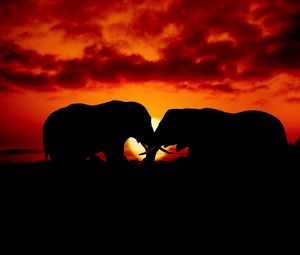 Preview wallpaper elephants, couple, silhouettes, sunset, dark