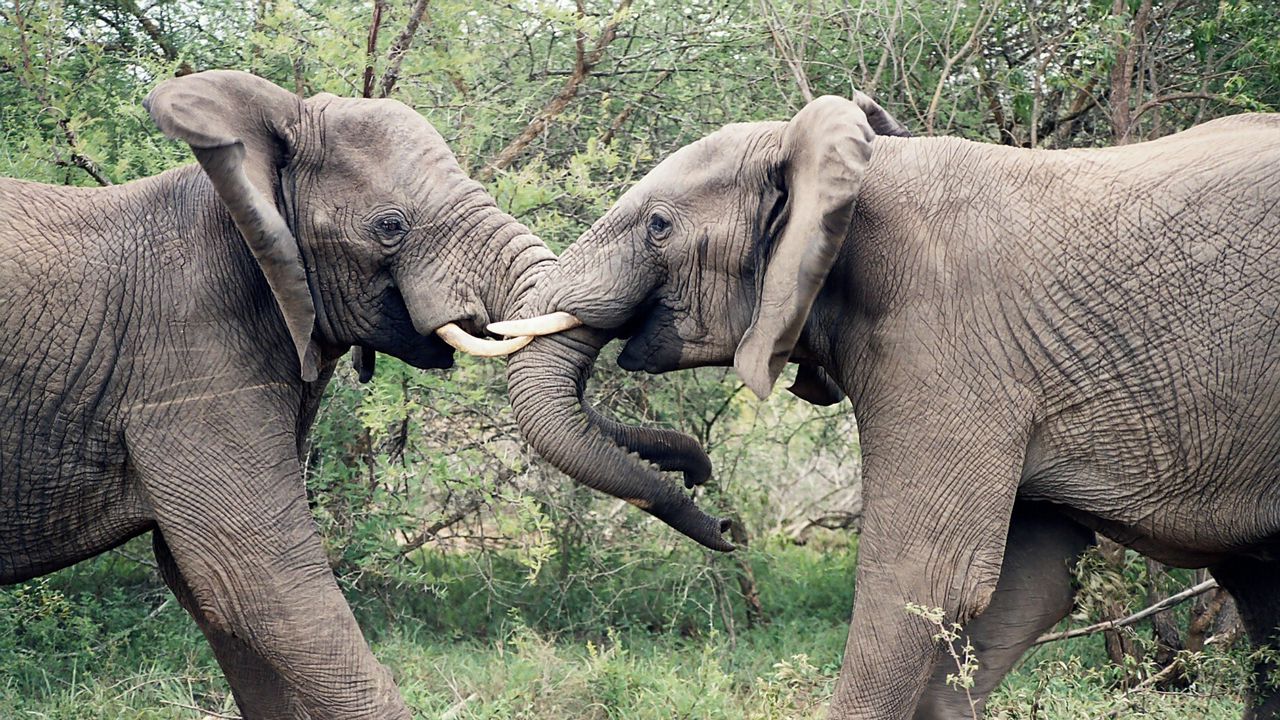 Wallpaper elephants, couple, trunk, fighting