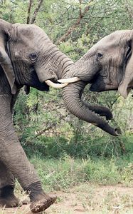 Preview wallpaper elephants, couple, trunk, fighting