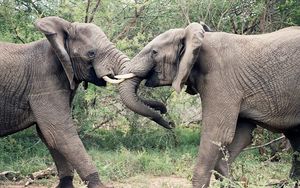Preview wallpaper elephants, couple, trunk, fighting