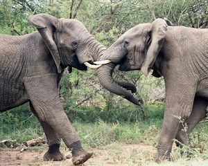 Preview wallpaper elephants, couple, trunk, fighting