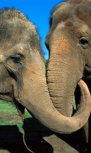 Preview wallpaper elephants, couple, trunk, caring
