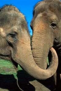 Preview wallpaper elephants, couple, trunk, caring
