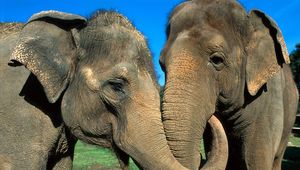 Preview wallpaper elephants, couple, trunk, caring