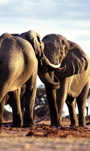 Preview wallpaper elephants, couple, walk, grass, trees, africa