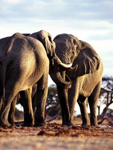 Preview wallpaper elephants, couple, walk, grass, trees, africa