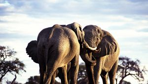 Preview wallpaper elephants, couple, walk, grass, trees, africa