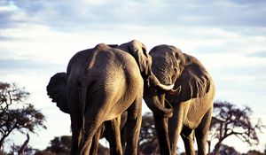 Preview wallpaper elephants, couple, walk, grass, trees, africa