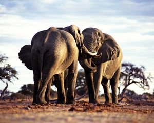 Preview wallpaper elephants, couple, walk, grass, trees, africa