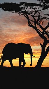 Preview wallpaper elephants, cub, silhouette, walking, trees