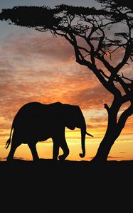 Preview wallpaper elephants, cub, silhouette, walking, trees