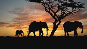 Preview wallpaper elephants, cub, silhouette, walking, trees