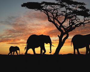 Preview wallpaper elephants, cub, silhouette, walking, trees