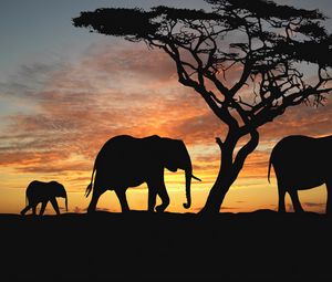 Preview wallpaper elephants, cub, silhouette, walking, trees