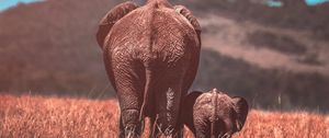Preview wallpaper elephants, elephant, cub, wildlife, animals
