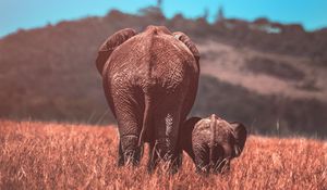 Preview wallpaper elephants, elephant, cub, wildlife, animals