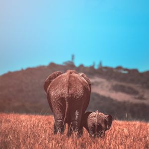 Preview wallpaper elephants, elephant, cub, wildlife, animals