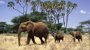 Preview wallpaper elephants, family, walk, trees, grass