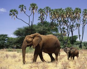 Preview wallpaper elephants, family, walk, trees, grass