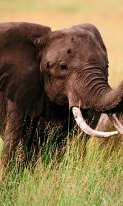 Preview wallpaper elephants, grass, couple, walk