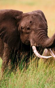 Preview wallpaper elephants, grass, couple, walk