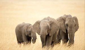 Preview wallpaper elephants, grass, family, walk