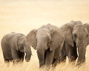 Preview wallpaper elephants, grass, family, walk