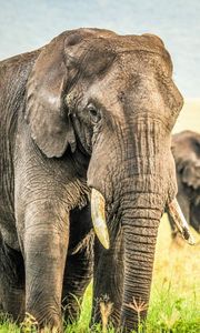 Preview wallpaper elephants, grass, sky, nature