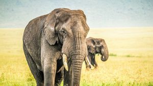 Preview wallpaper elephants, grass, sky, nature