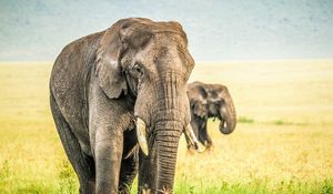 Preview wallpaper elephants, grass, sky, nature