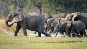 Preview wallpaper elephants, herd, tramp, run, grass